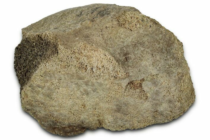 Fossil Tyrannosaur (T rex) Vertebra Section - Wyoming #350400